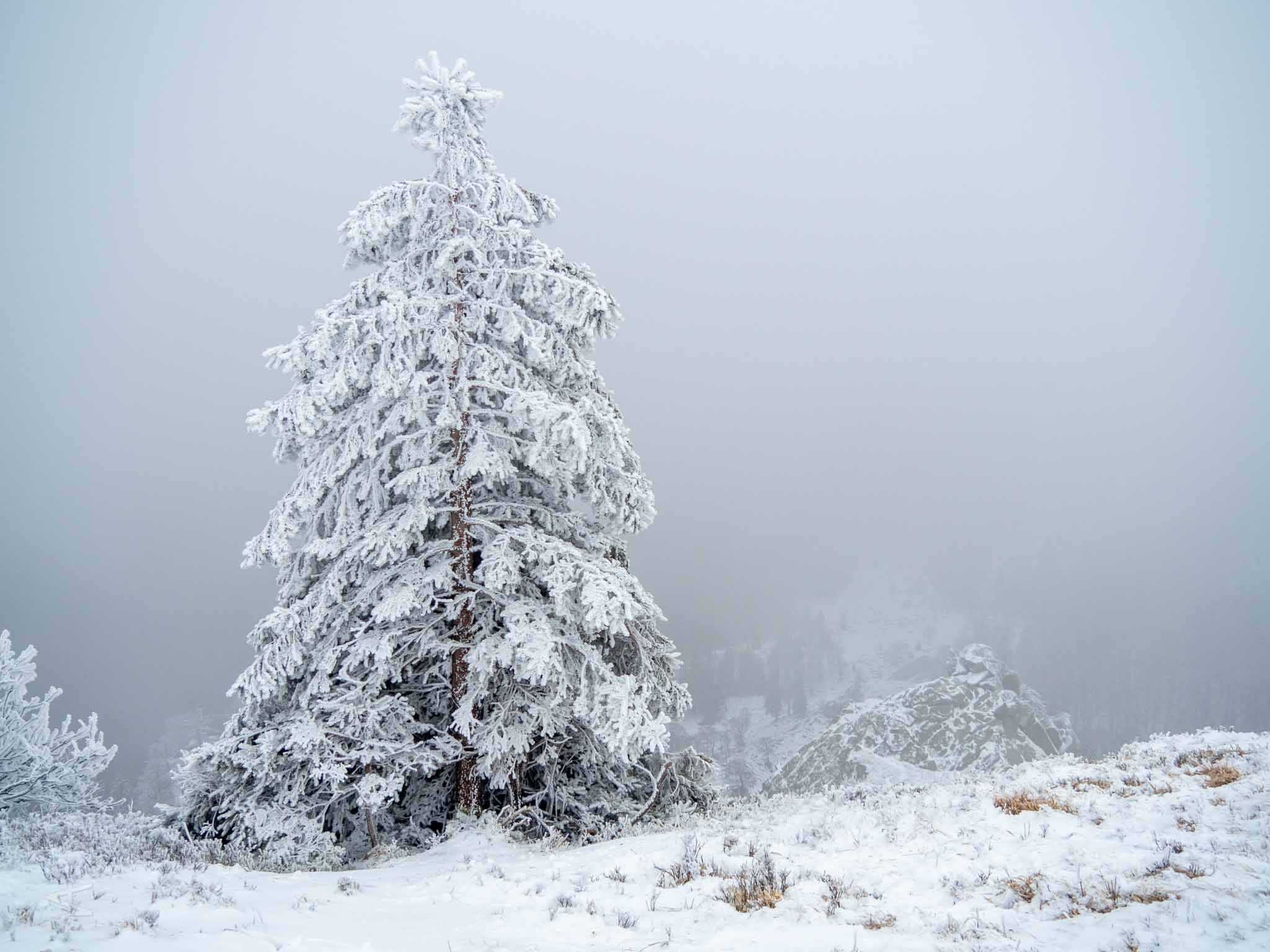 Vosges
